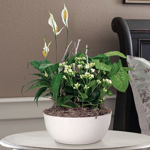 Dish Garden Plants 3