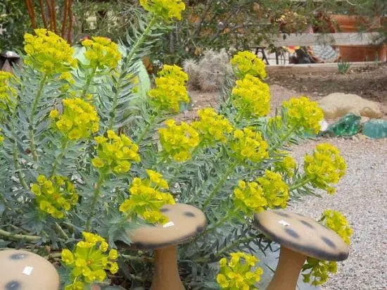 Amazing Cold Hardy Succulents for Winters 3