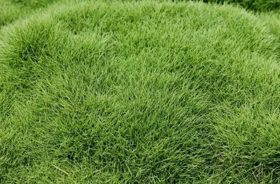 Basic Lawn Care Questions for having an impeccable garden 