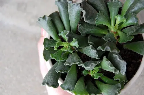 Rare Succulents that are Really Unique 2