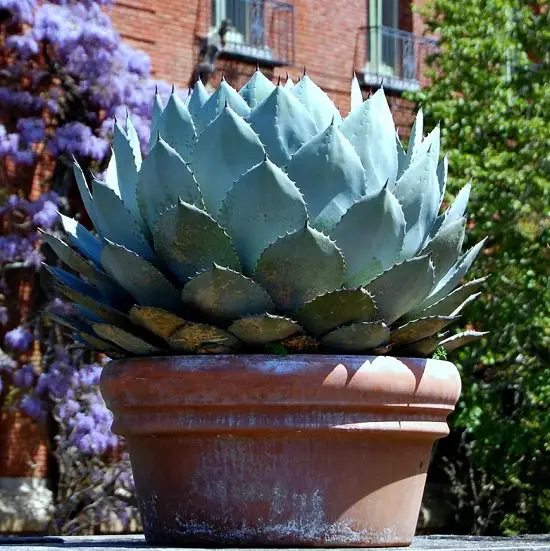 beautiful Cold Hardy Succulents for Winters