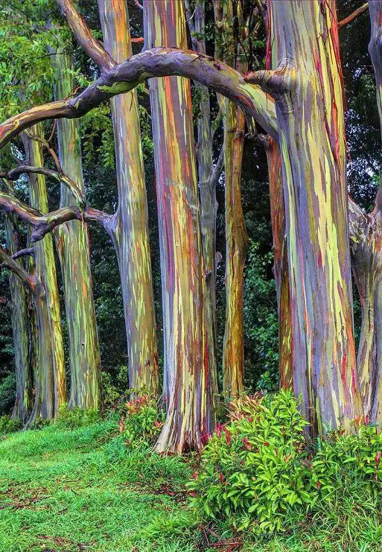 Rainbow Eucalyptus