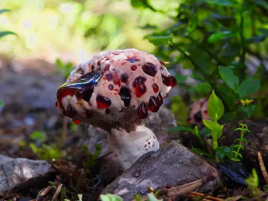 Bleeding Tooth Fungus