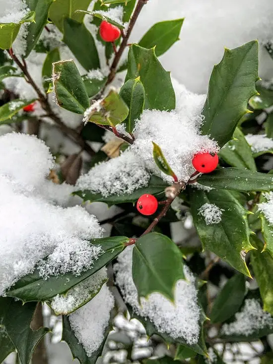 Do you want to bring life to your garden even in the harsh winters? Here are 11 of the Best Plants That Stay Green in Winters!