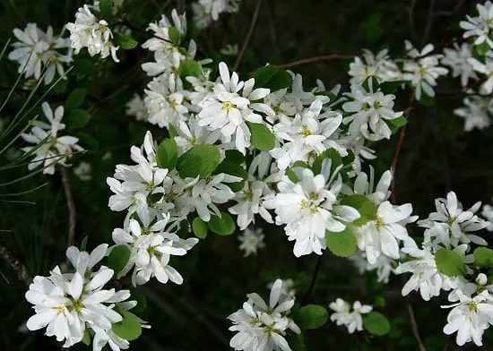 Shrubs for Shade that are perfect without sun