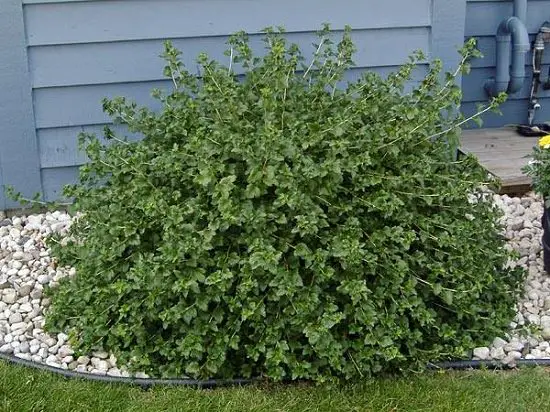Best Shade Loving Shrubs for Low Light 39