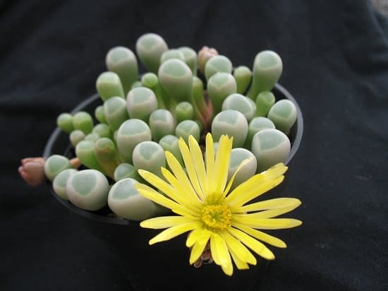 Rare Succulents that are Really Unique 5