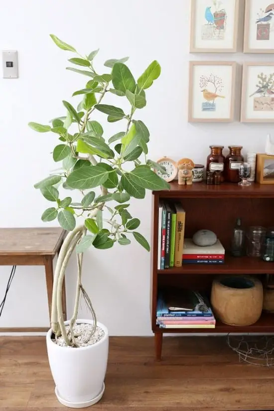Bengal Fig--Indoor ficus plants