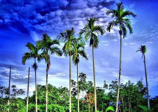 How to Grow Betel Nut Tree