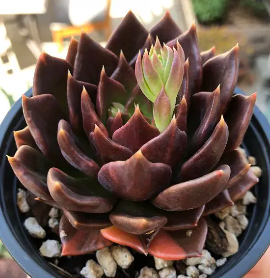 top  Stunning Black Indoor Plants