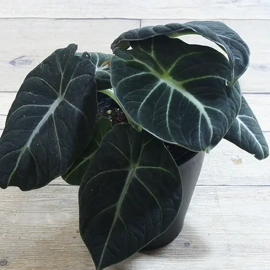 top Stunning Black Indoor Plants