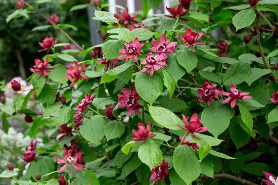 Best Shade Loving Shrubs for Low Light 41