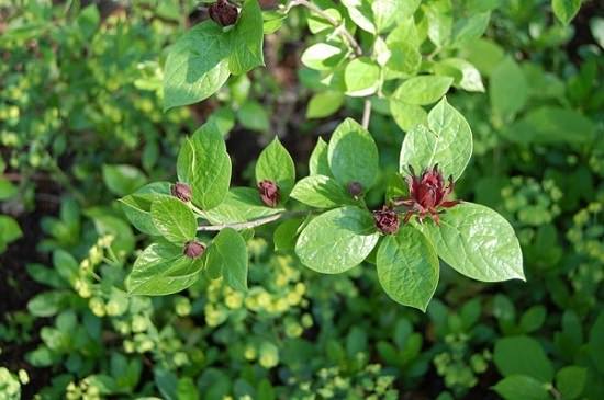 best Shrubs for Shade 12