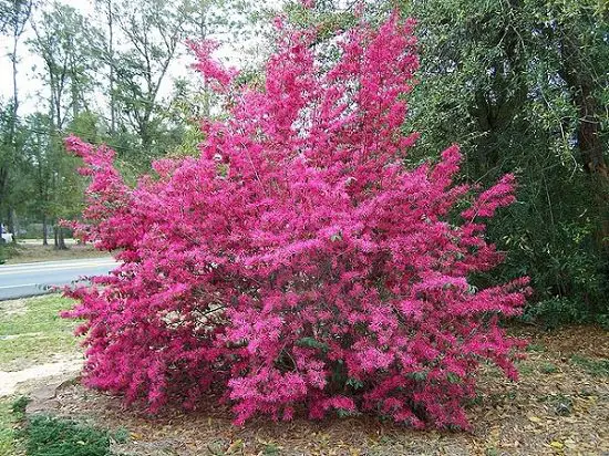 Best Shade Loving Shrubs for Low Light 13