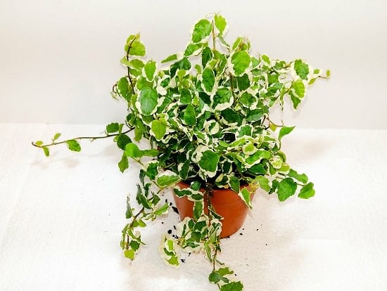 Types of Indoor Ficus Plants