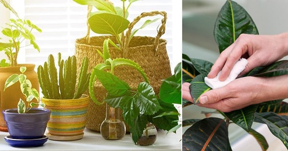 Daily-Weekly-Monthly: Indoor Plant Care Routine For Healthy Plants!