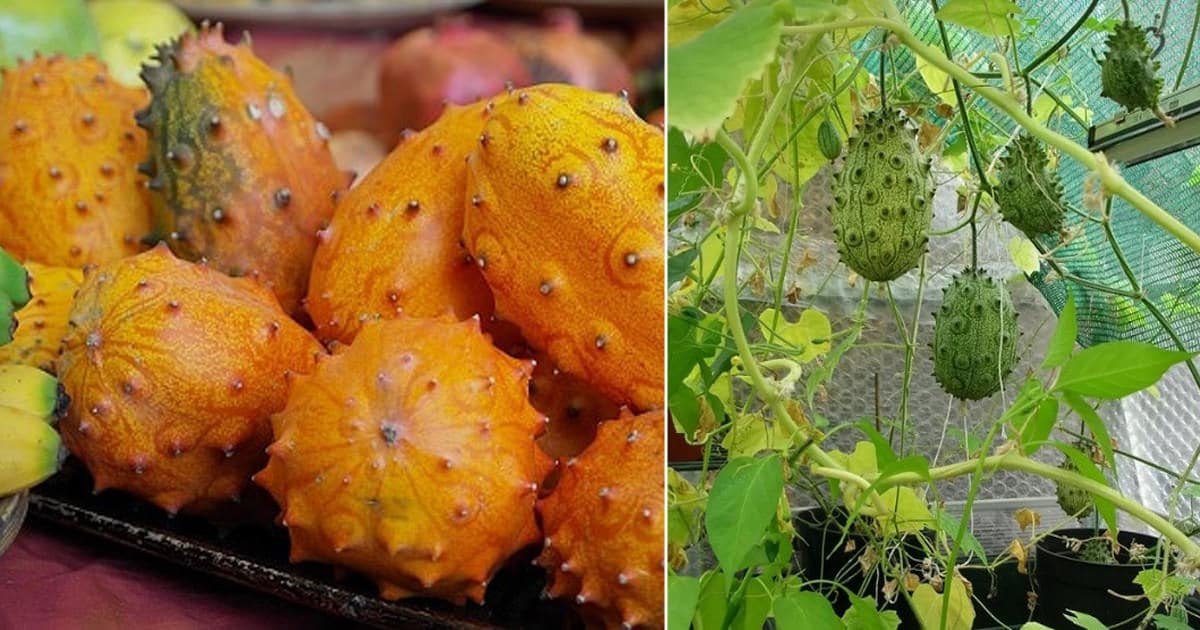 How To Grow Kiwano Melon In Pots Garden Balcony Garden Web   Everything About Growing Kiwano Melons In Pots2 