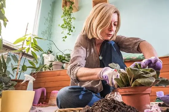 African Violet Plant Care and tips