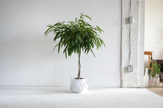 Ficus Alii Plant