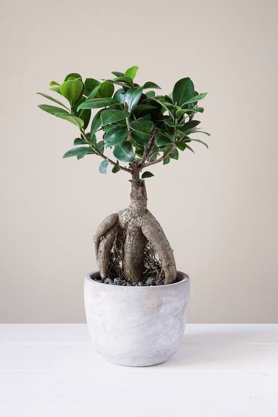 Ficus Ginseng