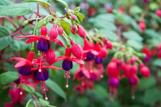 Cascading Flowers for Window Boxes you never heard of