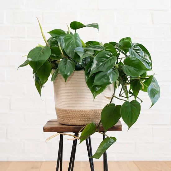 Absolute best Indoor Plants Recommended By NASA
