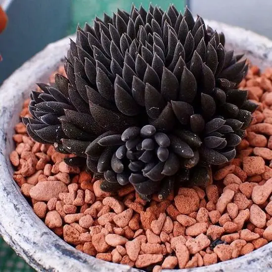 amazing  Stunning Black Indoor Plants