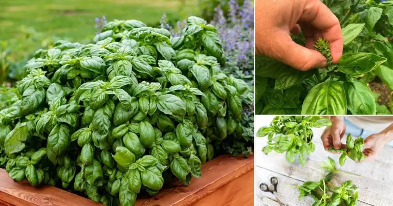 How to Make Basil Bushier & Lush