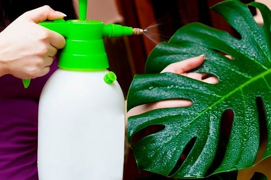 Indoor Plants Winter Care Tips