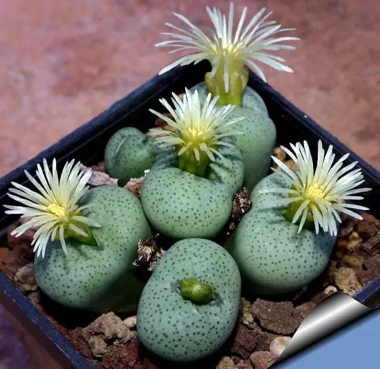 Rare Succulents that are Really Unique 4