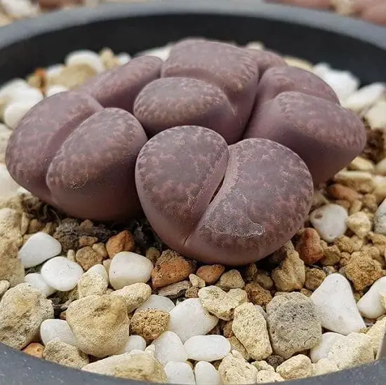  beautiful Black Indoor Plants
