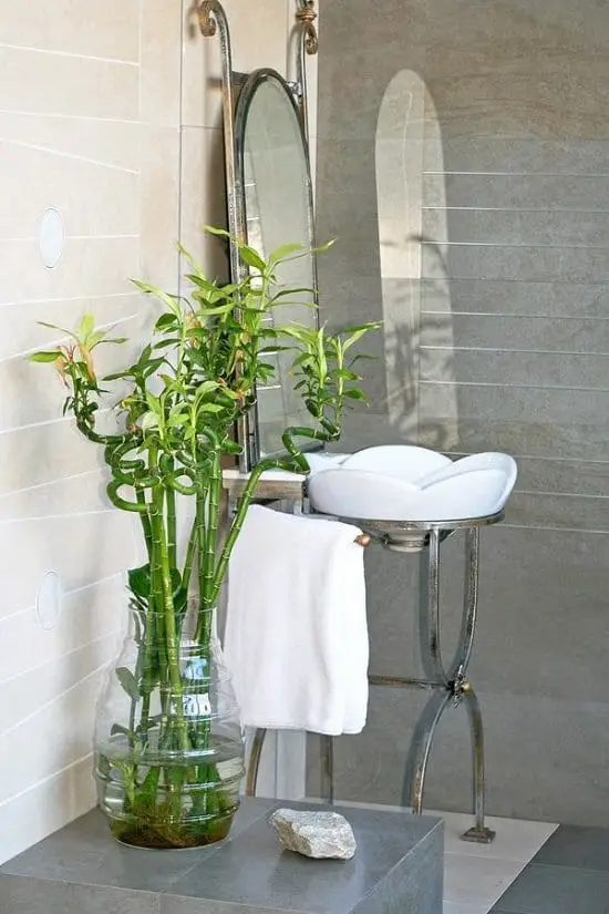 Lucky Bamboo for a Windowless Bathrooms
