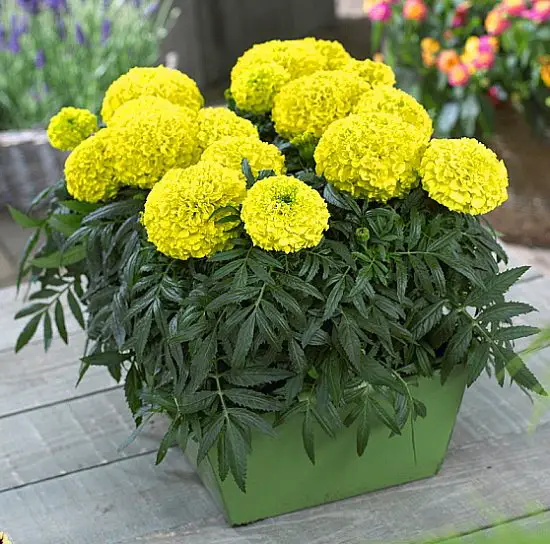 11 Snake Repellent Plants in India • India Gardening