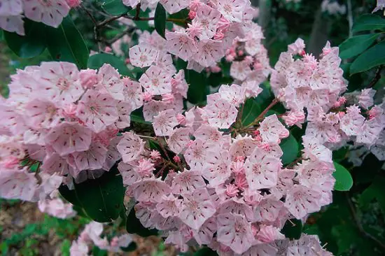 Shrubs for Shade your friends can see