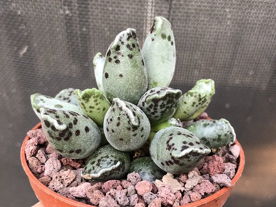 Rare Succulents that are Really Unique 3