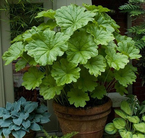 rhubarb Best Strawberry Companion Plants