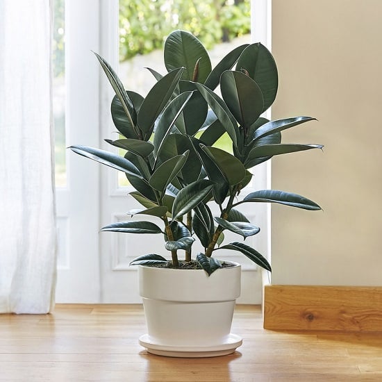 Types of ficus trees
