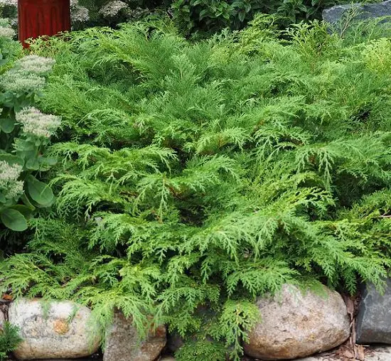 Shrubs for Shade that are rare and good