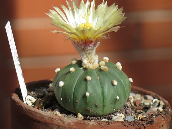 Rare Succulents that are Really Unique 4