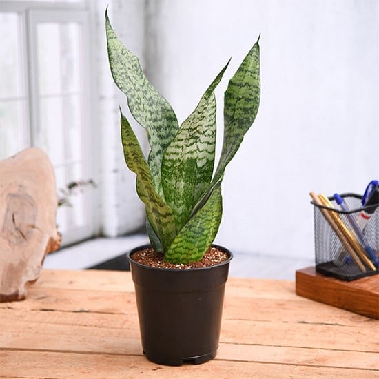 11 Snake Repellent Plants in India • India Gardening