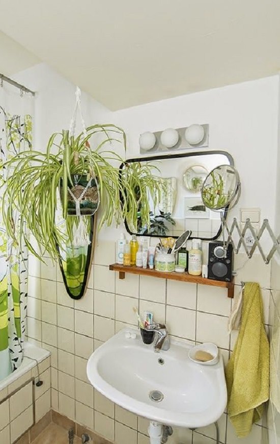 Plants For Windowless Bathroom Uk