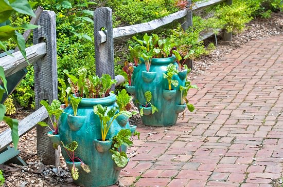 Growing Swiss Chard in Pots