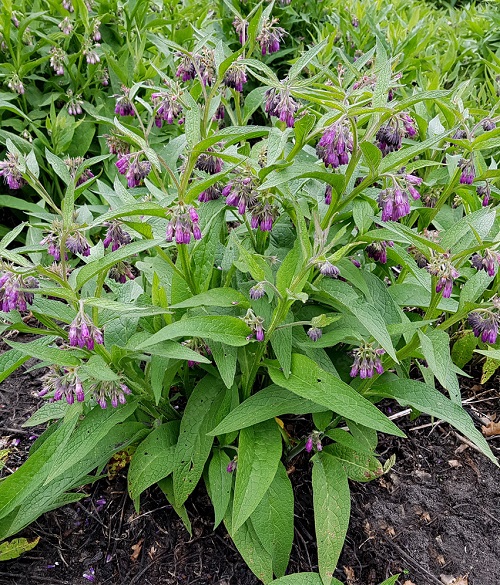 comfery Strawberry Companion Plants