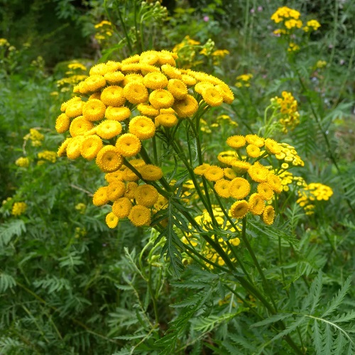 tansy Best Strawberry Companion Plants