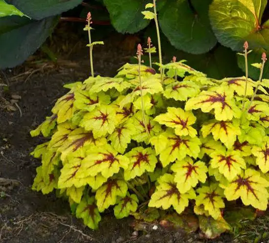 attractive Shrubs for Shade for you
