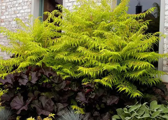 Shrubs for Shade that you can grow at your yard