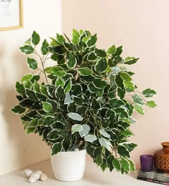 Types of outdoor ficus trees
