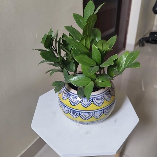 ZZ Plant Benefits 6