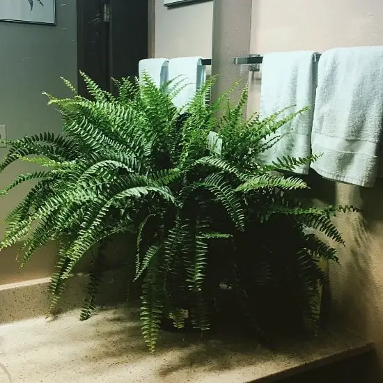 Boston Fern for a Windowless bathrooms