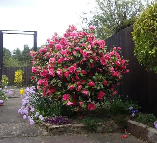 best Shrubs for Shade 4